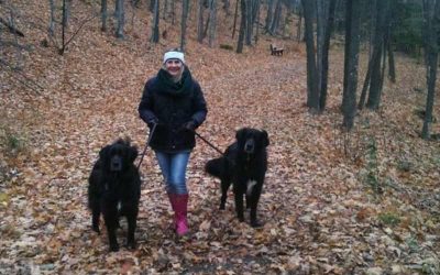 2 dogs walking on trail