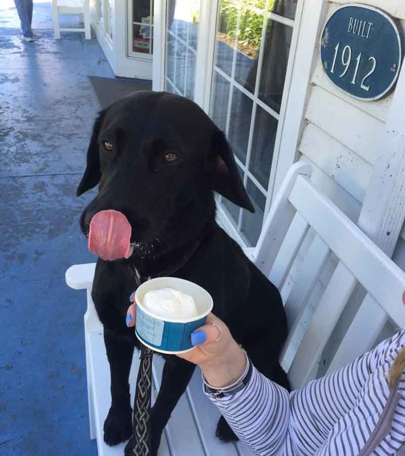 dog with ice cream in door county