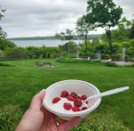 Cherries & View