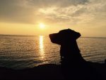 Dog at sunset