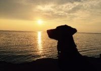 Dog at sunset